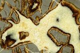 Polished Septarian Slab - Utah #378541-1
